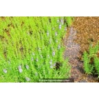MENTHA cervina MENTHA cervina