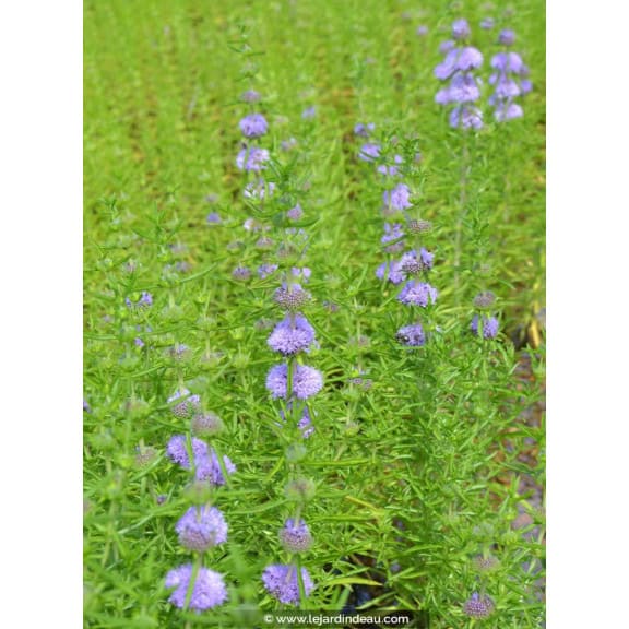 MENTHA cervina