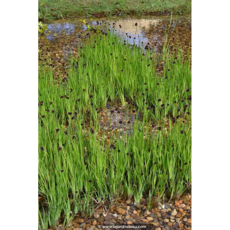 JUNCUS ensifolius JUNCUS ensifolius