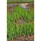 JUNCUS ensifolius JUNCUS ensifolius