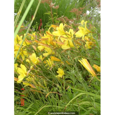 HEMEROCALLIS \'Corky\' - Lis d\'un jour, Hemerocalle