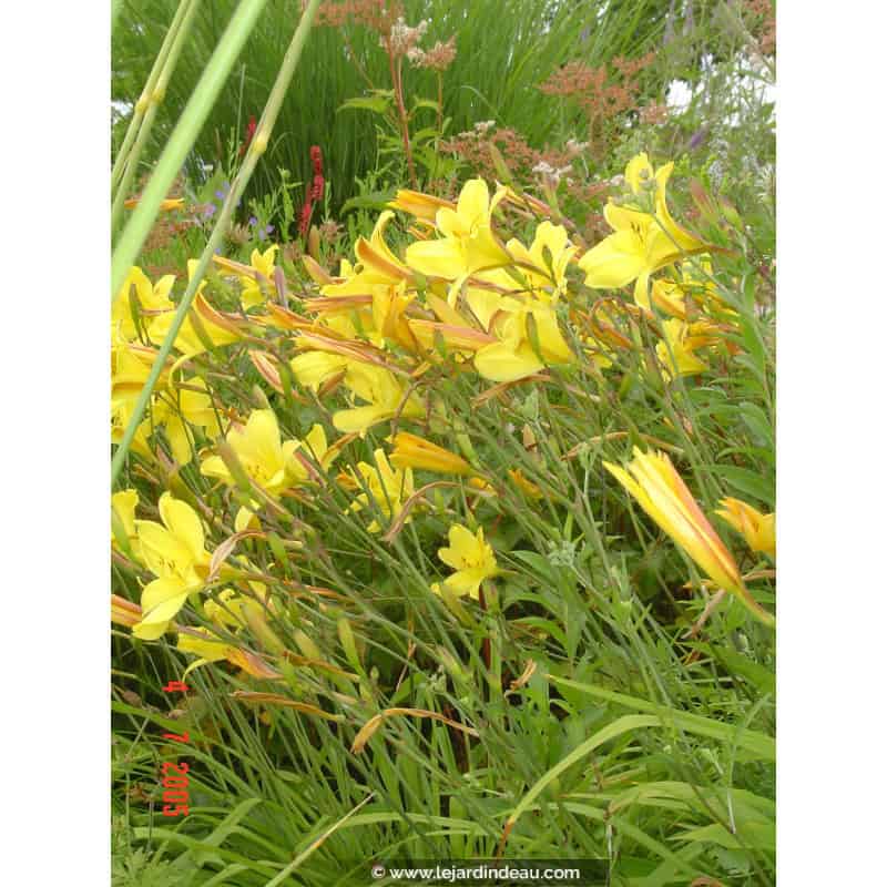 HEMEROCALLIS 'Corky' HEMEROCALLIS 'Corky'