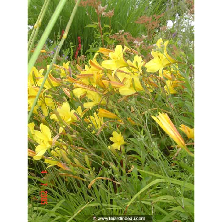 HEMEROCALLIS 'Corky'