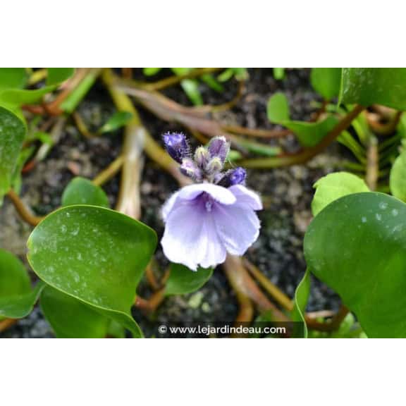 EICHHORNIA azurea