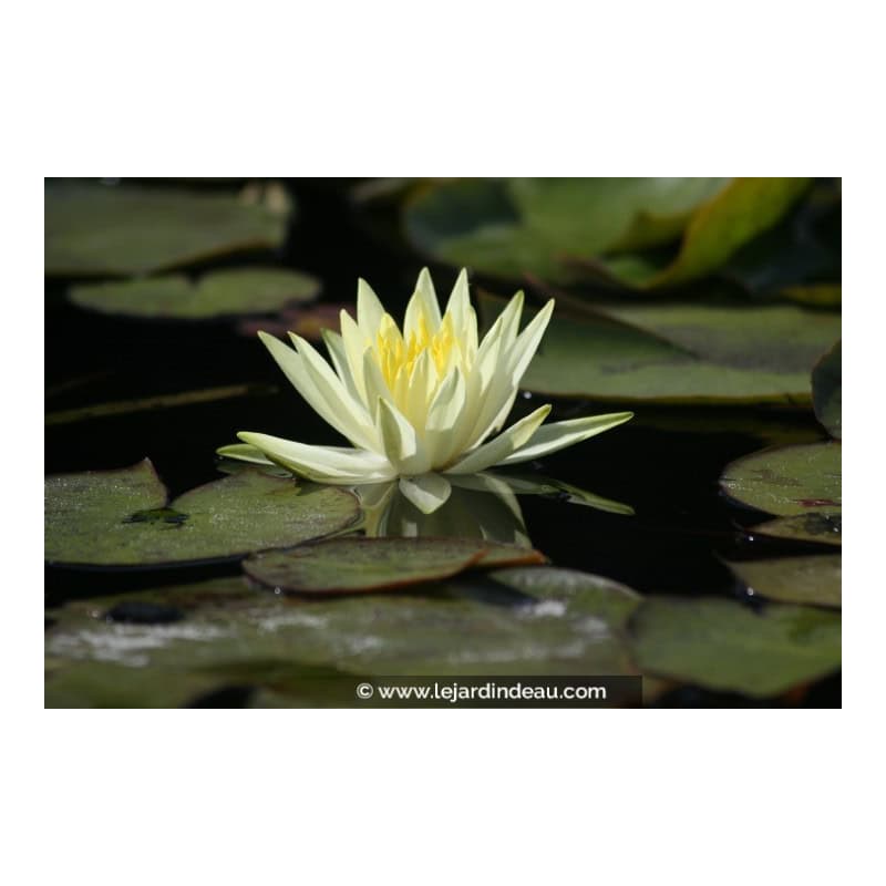 NYMPHAEA 'Colonel A.J. Welch' NYMPHAEA 'Colonel A.J. Welch'