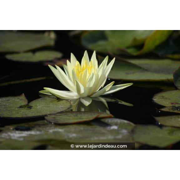NYMPHAEA 'Colonel A.J. Welch'