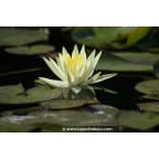 NYMPHAEA 'Colonel A.J. Welch' NYMPHAEA 'Colonel A.J. Welch'