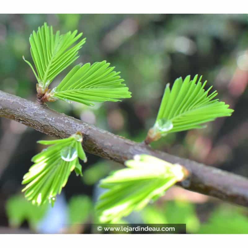 TAXODIUM distichum TAXODIUM distichum