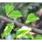 TAXODIUM distichum TAXODIUM distichum