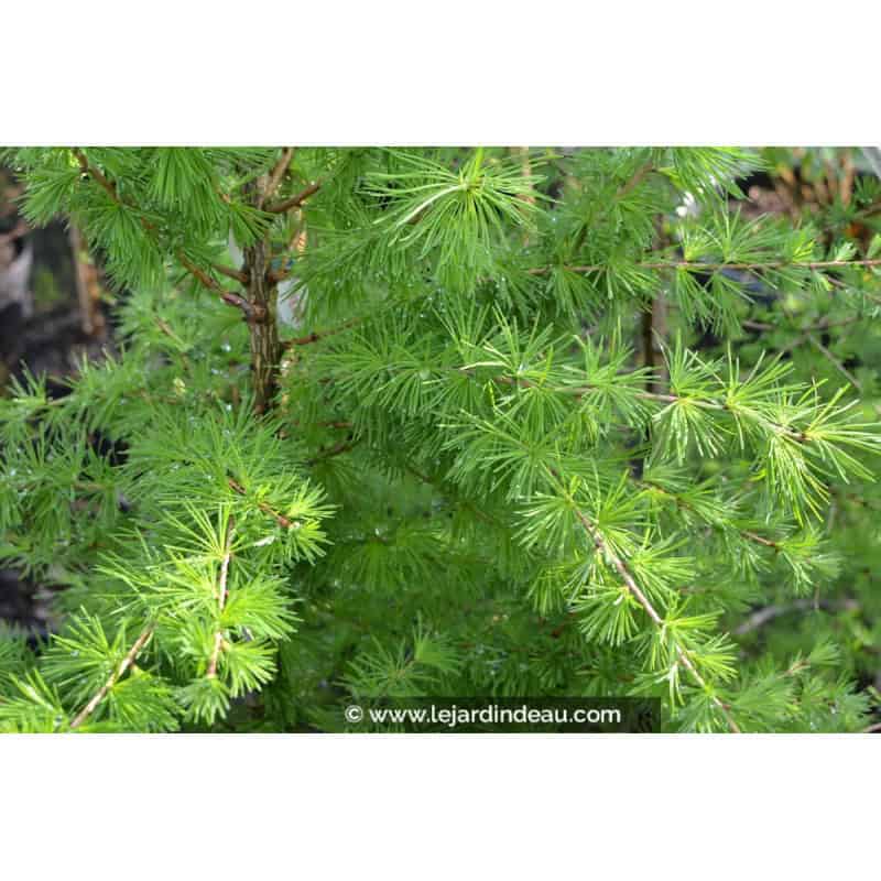 LARIX decidua