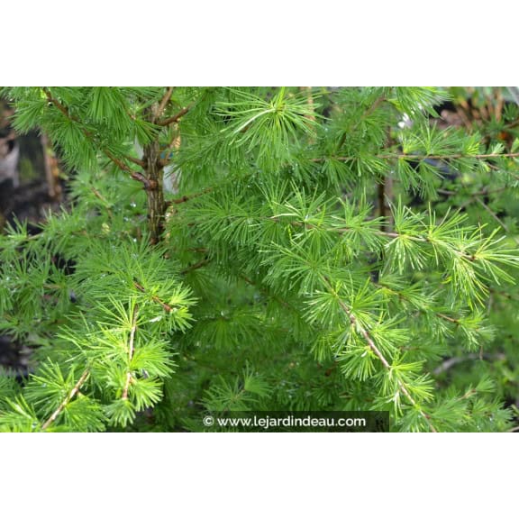 LARIX decidua