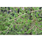LARIX decidua