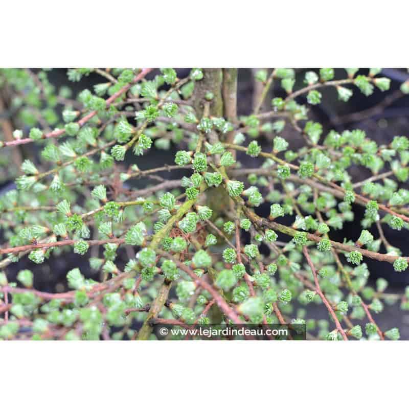 LARIX kaempferi LARIX kaempferi