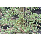 LARIX kaempferi LARIX kaempferi