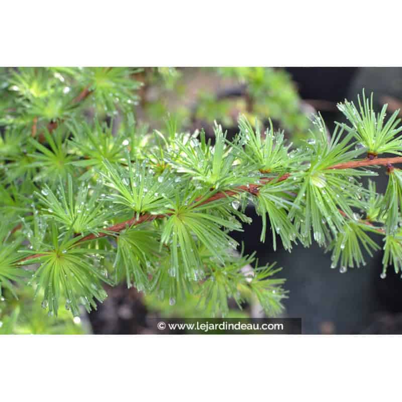 LARIX kaempferi LARIX kaempferi