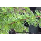 LARIX kaempferi LARIX kaempferi