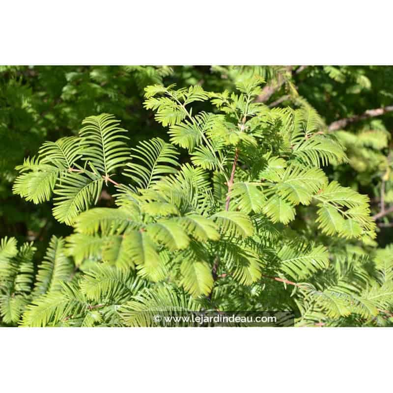 METASEQUOIA glyptostroboides METASEQUOIA glyptostroboides