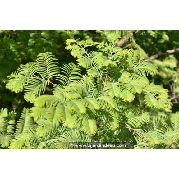 METASEQUOIA glyptostroboides