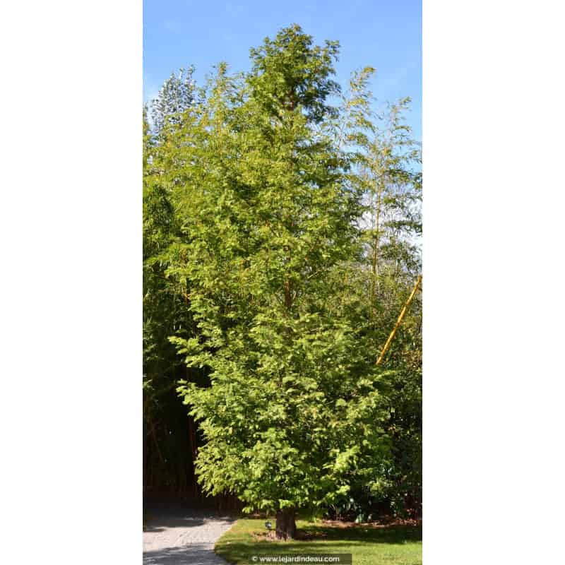 METASEQUOIA glyptostroboides METASEQUOIA glyptostroboides