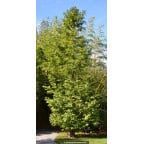 METASEQUOIA glyptostroboides METASEQUOIA glyptostroboides