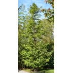 METASEQUOIA glyptostroboides METASEQUOIA glyptostroboides
