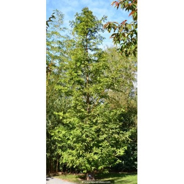 METASEQUOIA glyptostroboides - Métaséquoia du Séchuan