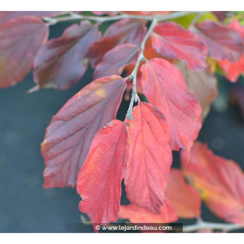 PARROTIA persica 'Bella' - Automne PARROTIA persica 'Bella' - Automne