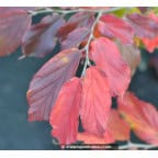 PARROTIA persica 'Bella' - Automne PARROTIA persica 'Bella' - Automne