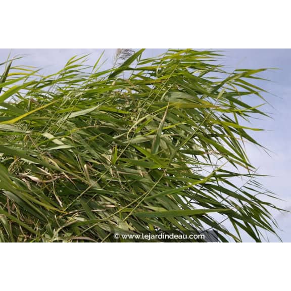 PHRAGMITES australis