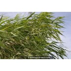PHRAGMITES australis PHRAGMITES australis
