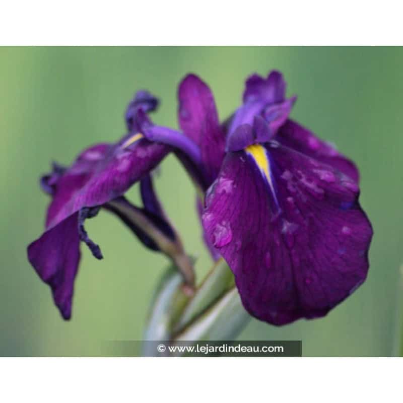 Iris ensata 'Variegata' Iris ensata 'Variegata'