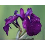 Iris ensata 'Variegata' Iris ensata 'Variegata'