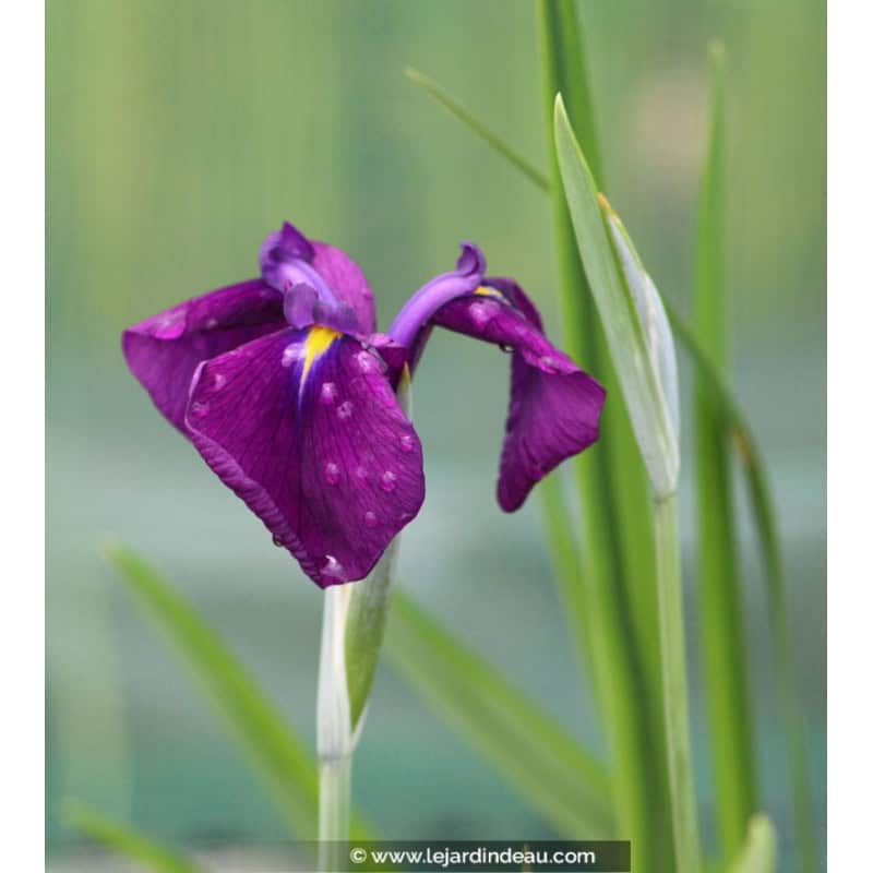 Iris ensata 'Variegata' Iris ensata 'Variegata'