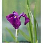 Iris ensata 'Variegata' Iris ensata 'Variegata'