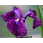 Iris ensata 'Variegata' Iris ensata 'Variegata'
