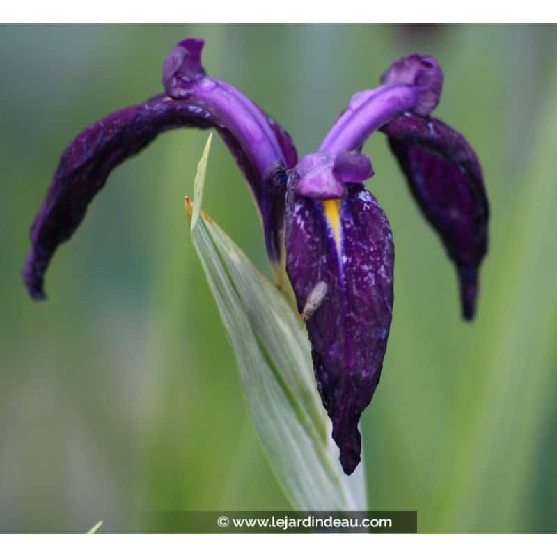 Iris ensata 'Variegata' Iris ensata 'Variegata'