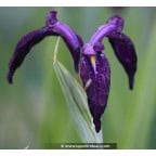 Iris ensata 'Variegata' Iris ensata 'Variegata'