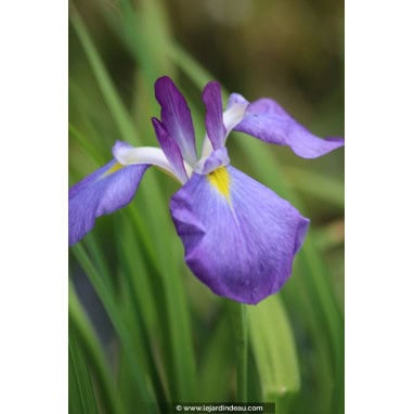IRIS ensata \'Mandarin\' - Iris du Japon mauve/ Iris du Japon \'Mandarin\'