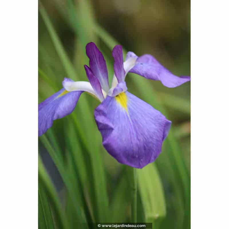 Iris ensata 'Mandarin' Iris ensata 'Mandarin'