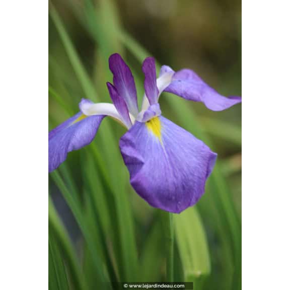 Iris ensata 'Mandarin'