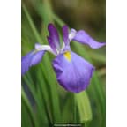 Iris ensata 'Mandarin' Iris ensata 'Mandarin'