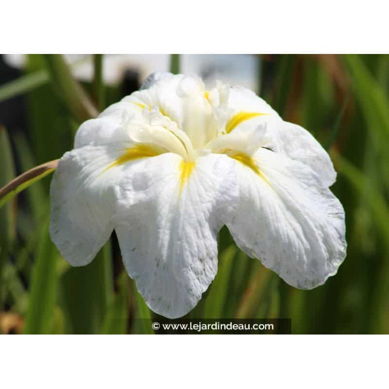 IRIS ensata 'Apollo' IRIS ensata 'Apollo'