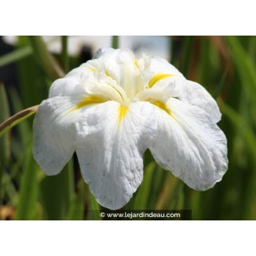 IRIS ensata \'Apollo\' - Iris du Japon blanc/ Iris \'Apollo\'