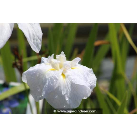 IRIS ensata 'Apollo'