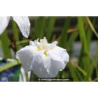 IRIS ensata 'Apollo' IRIS ensata 'Apollo'