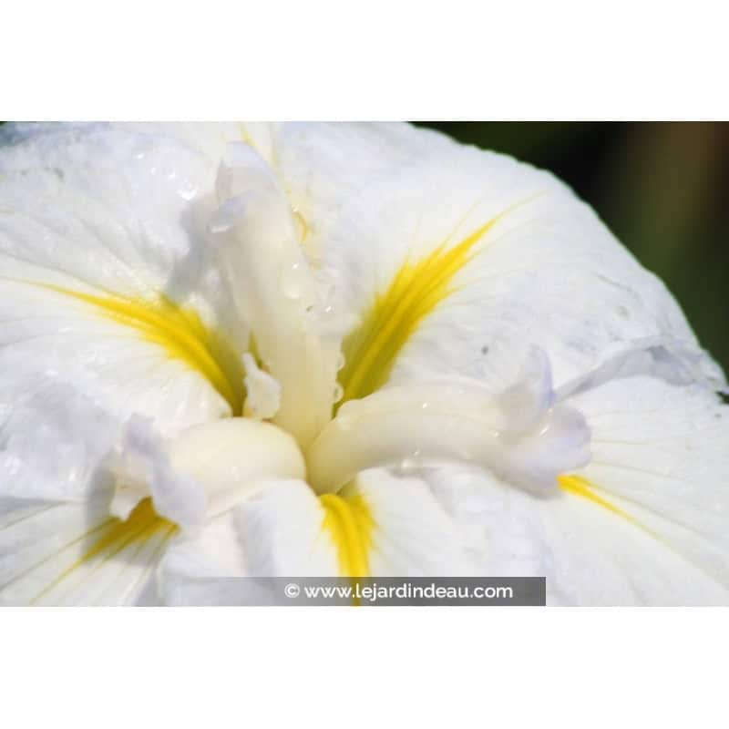 IRIS ensata 'Apollo' IRIS ensata 'Apollo'