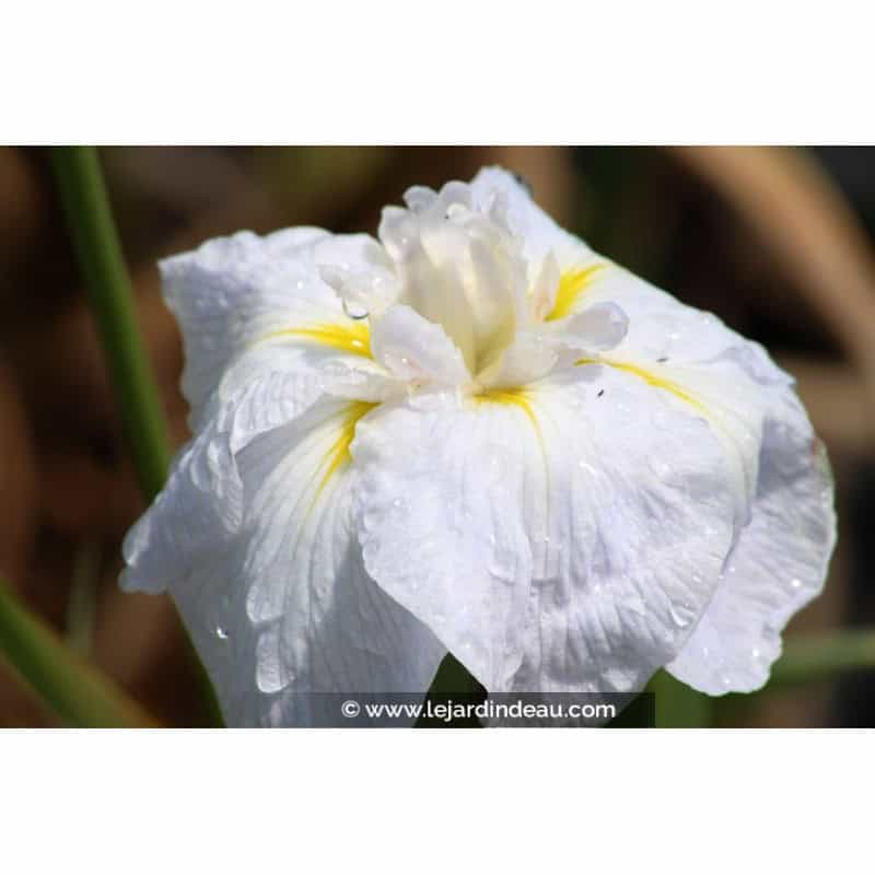 IRIS ensata 'Apollo' IRIS ensata 'Apollo'