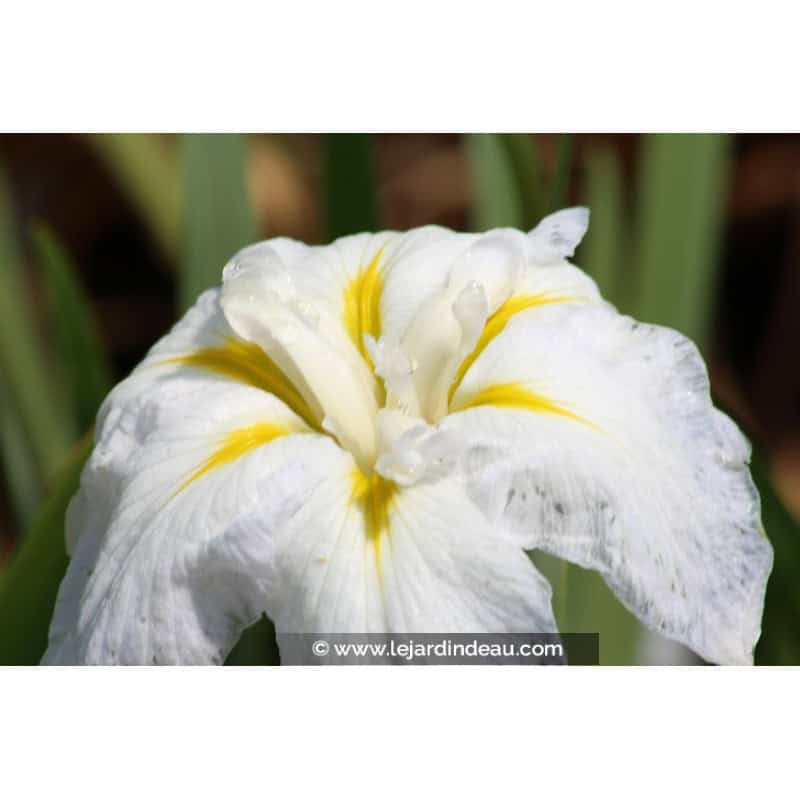 IRIS ensata 'Apollo' IRIS ensata 'Apollo'