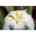 IRIS ensata 'Apollo' IRIS ensata 'Apollo'