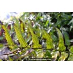 CYRTOMIUM fortunei CYRTOMIUM fortunei